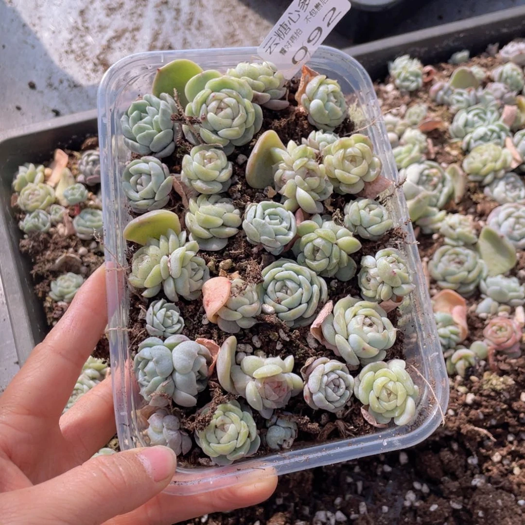 云糖心多肉植物092