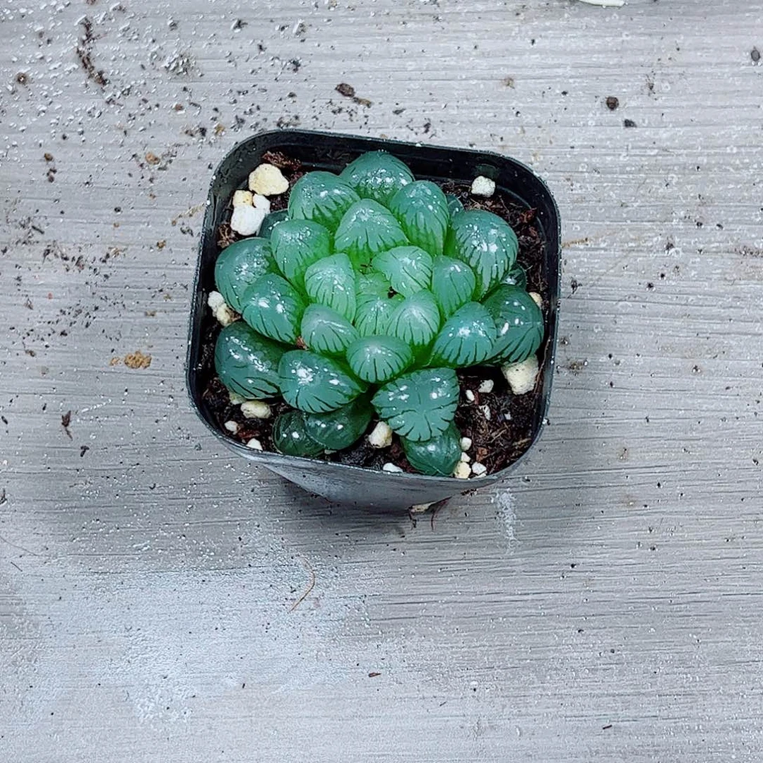 孔明灯玉露一勿一拍