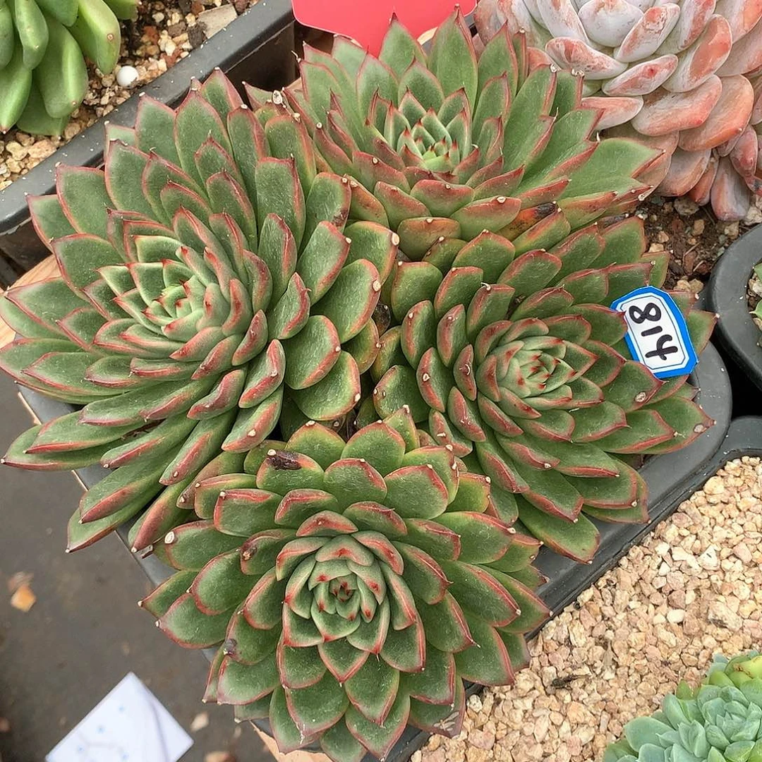 814 一物一拍多肉