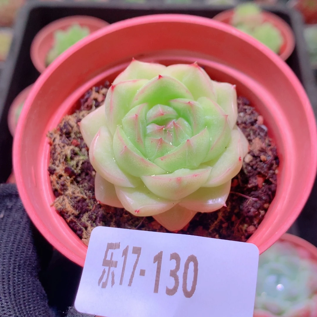 乐然17-130 麦秆单头