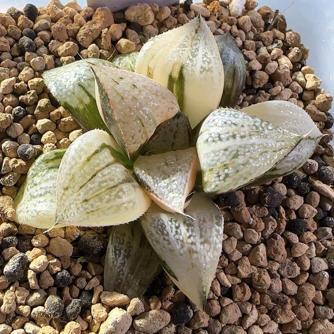 483号丸叶青蟹锦一物一拍带盆土