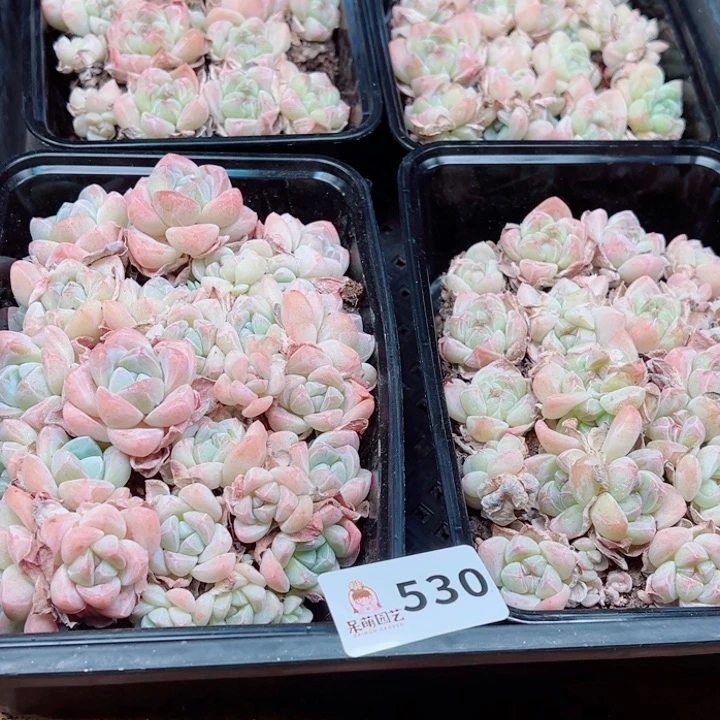 芽***呀多肉植物多肉植物