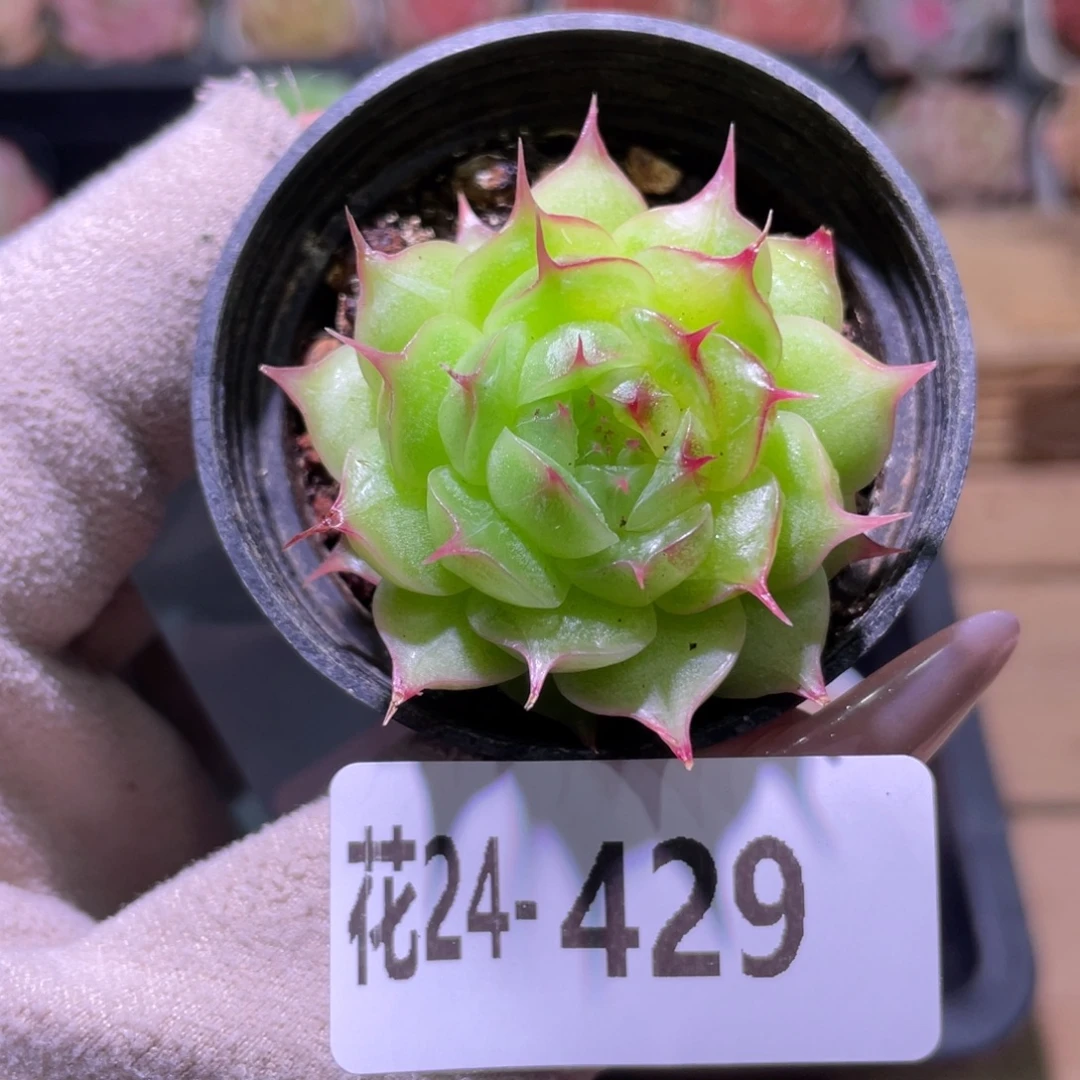 花利美24-429海王