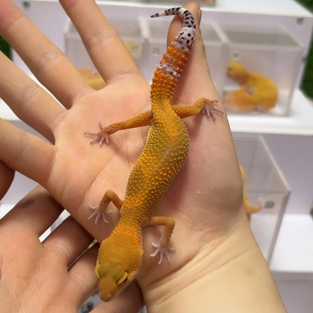 豹纹守宫豹纹守宫