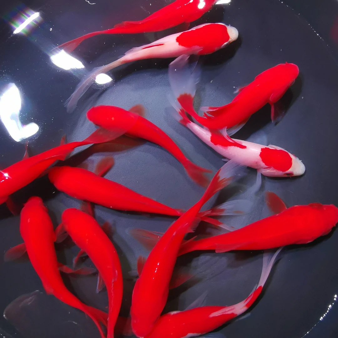 【福利】炸福利啦！35条火焰红草金鱼 冷水观赏鱼 可混养锦鲤鱼