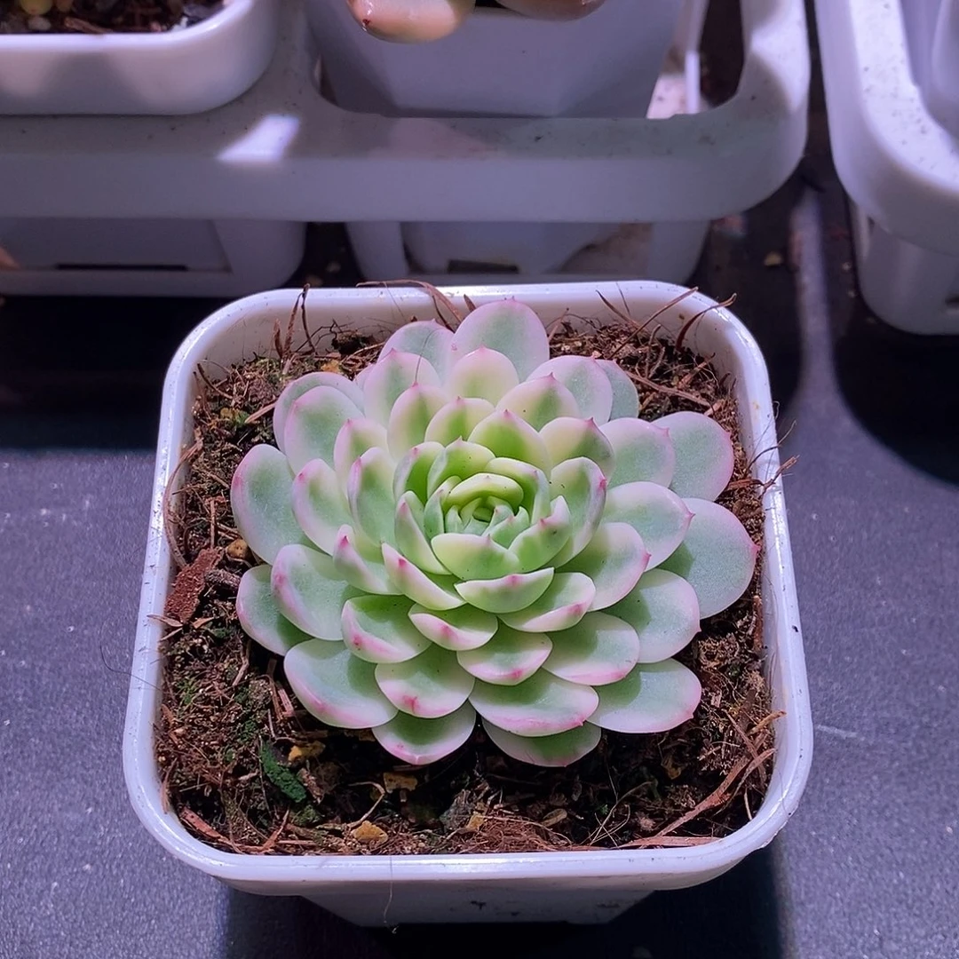 多肉多肉植物老桩锦新品锦