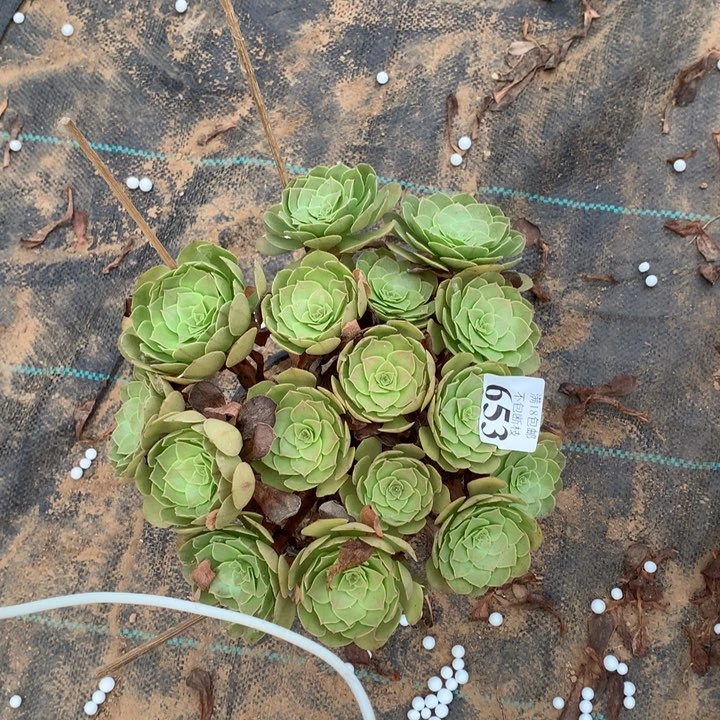 653沙拉碗绣球1号peng