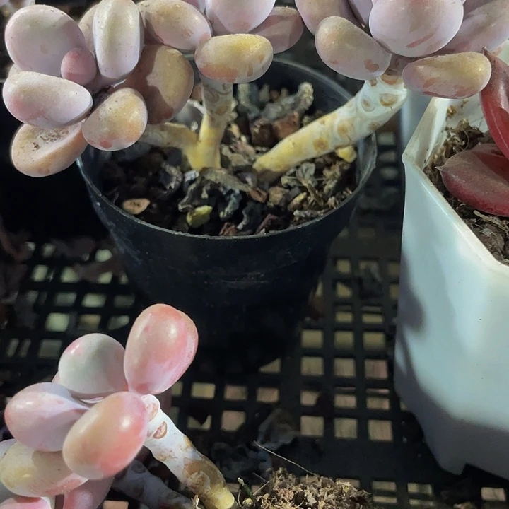 三头老桩腰子蛋带盆