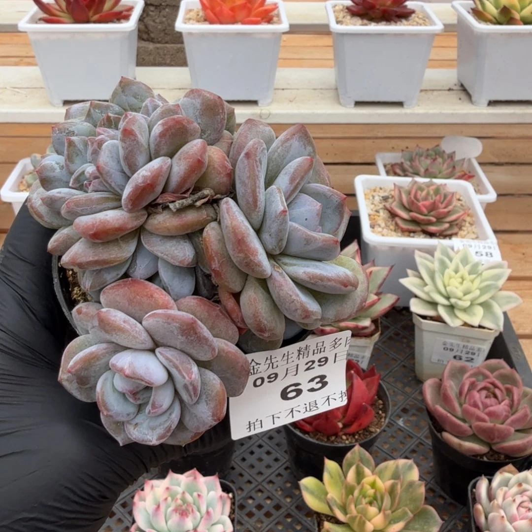 0929-63温斯莱特群