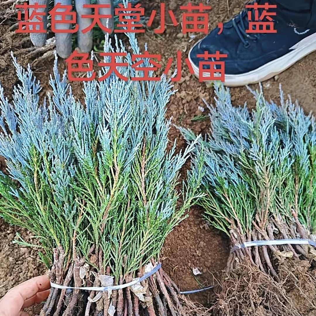 蓝冰柏蓝剑柏小苗蓝色天空圆柏耐寒庭院绿篱花境植物绿化花园用