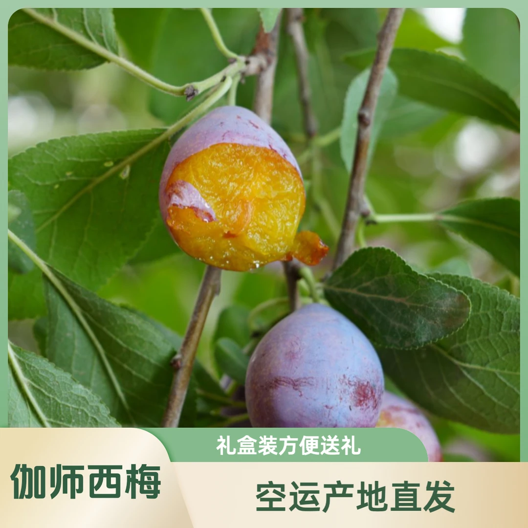 【喀什空运】新疆伽师新梅法兰西西梅产地直发多汁