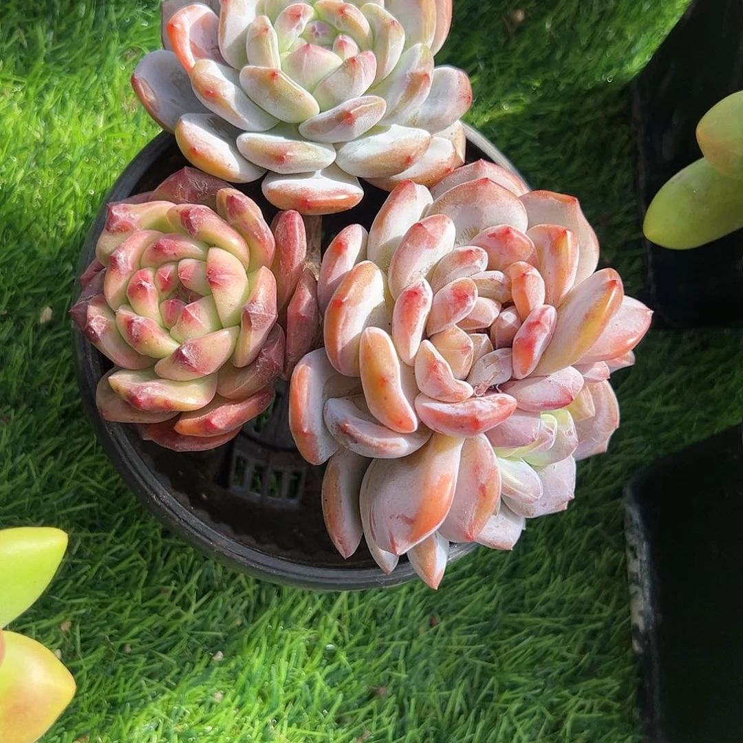 【闪购商品】星影变异