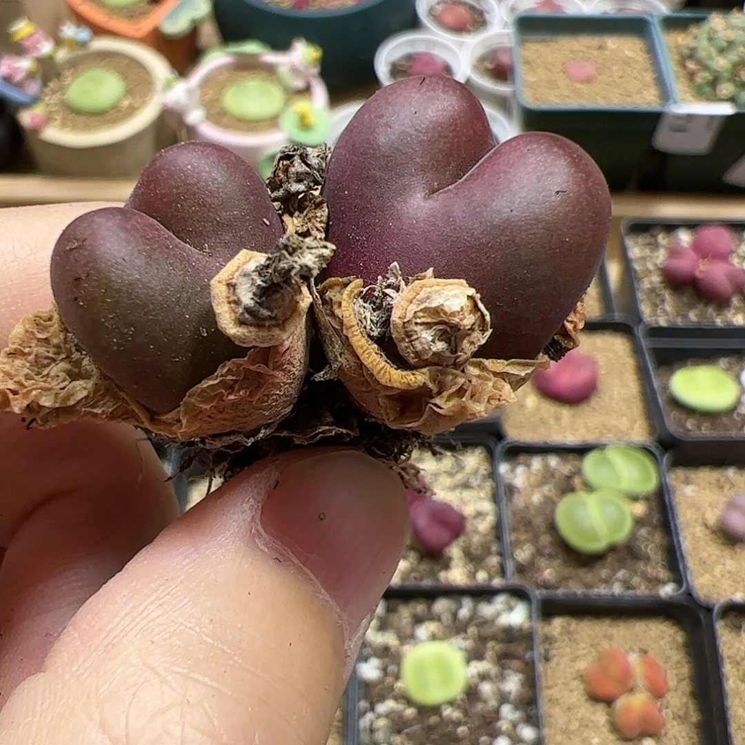【闪购商品】108 吕