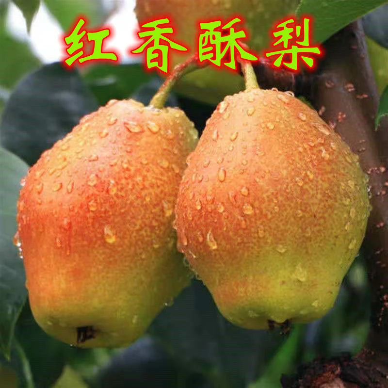 红香酥梨 约2.8-3斤/份