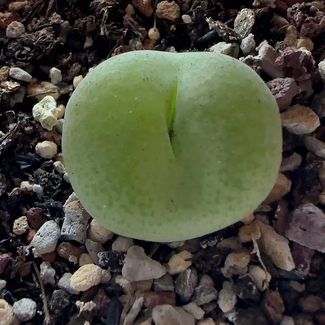 开播福利来啦45453