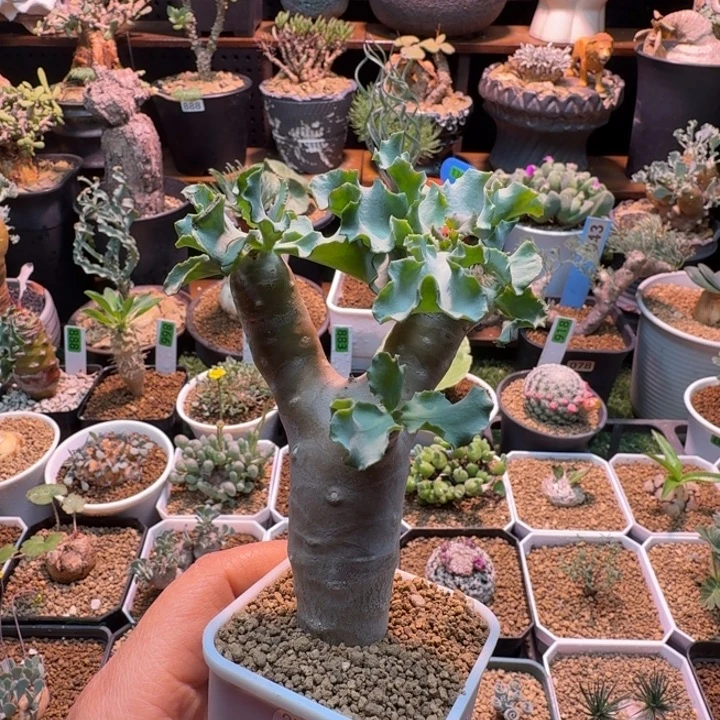 雪鹿厚墩菊256 仙人球