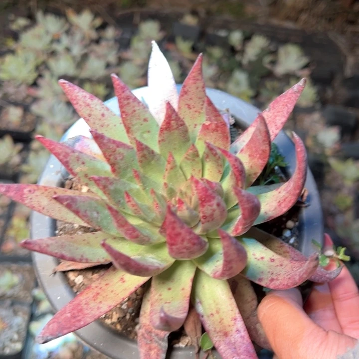 1387哈哈哈哈哈哈哈哈