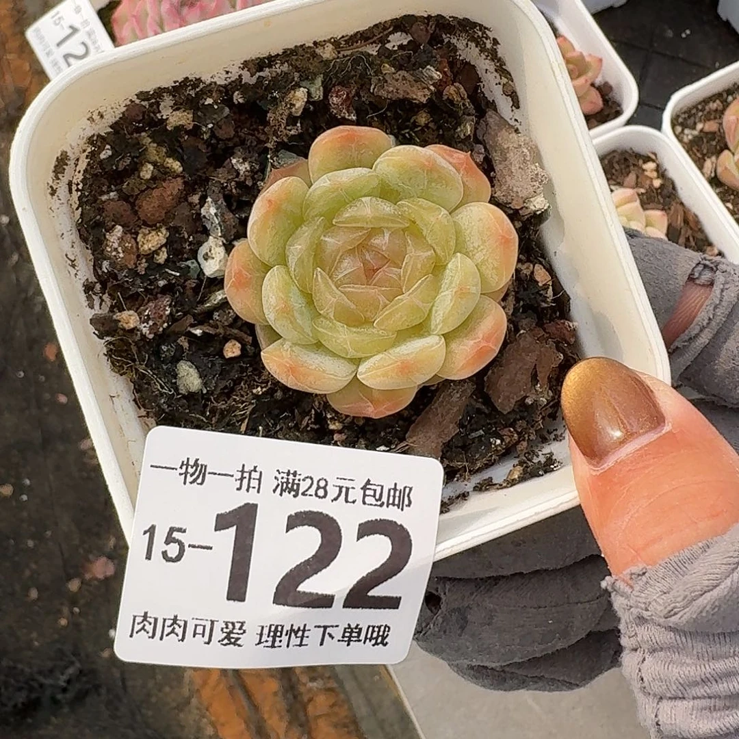 白恋无盆土发货无盆