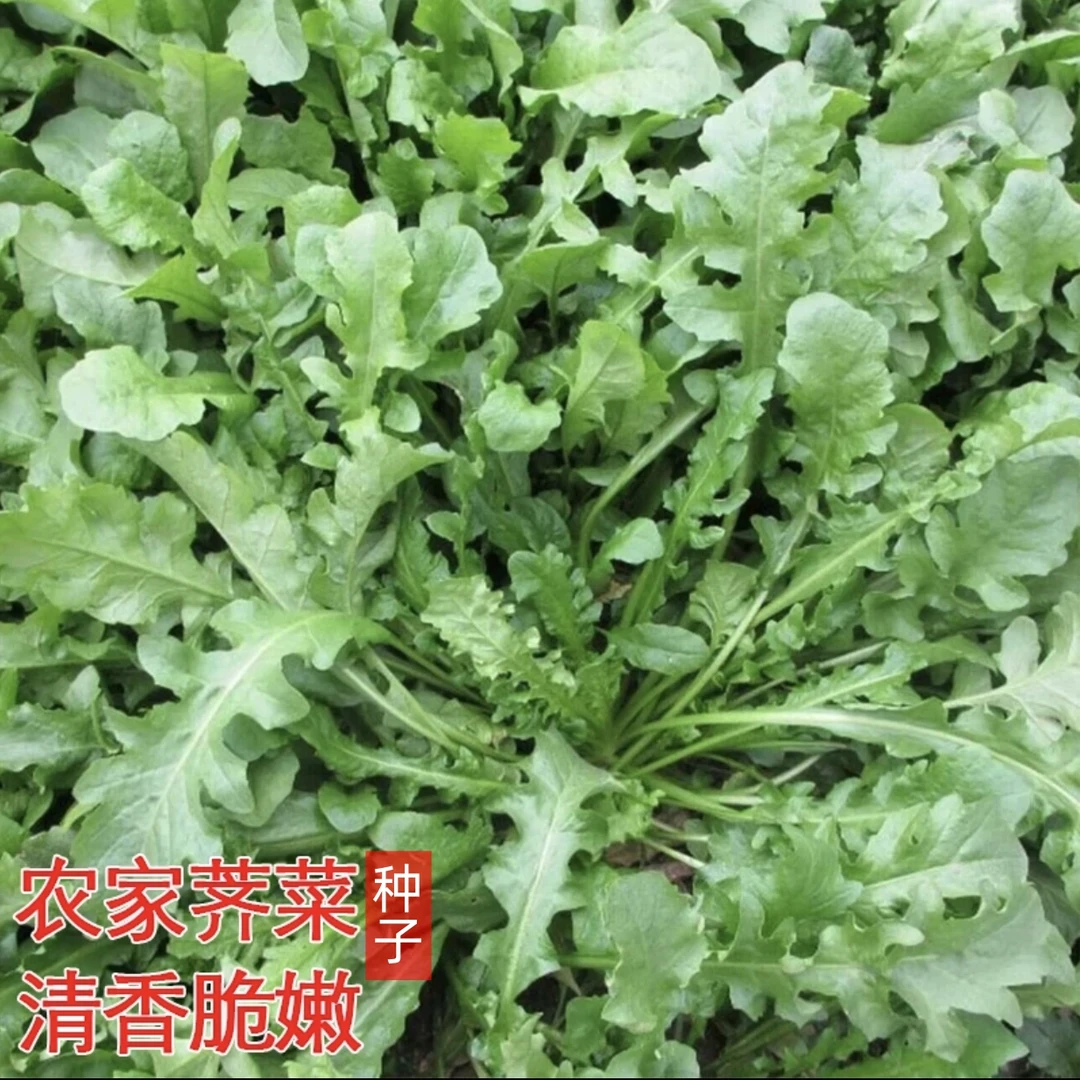 【大叶荠菜种子】家庭阳台庭院种植四季可种易栽易活