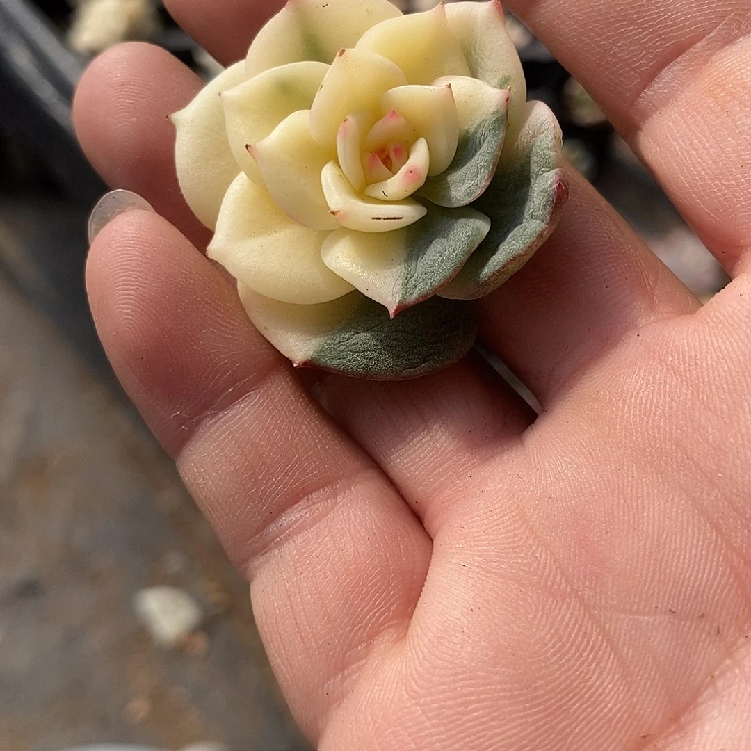 1119三文鱼锦多肉植物哇啦塞