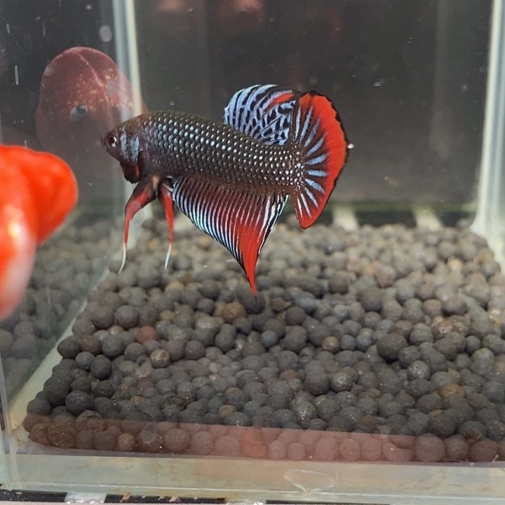 斗鱼泰国斗鱼481号