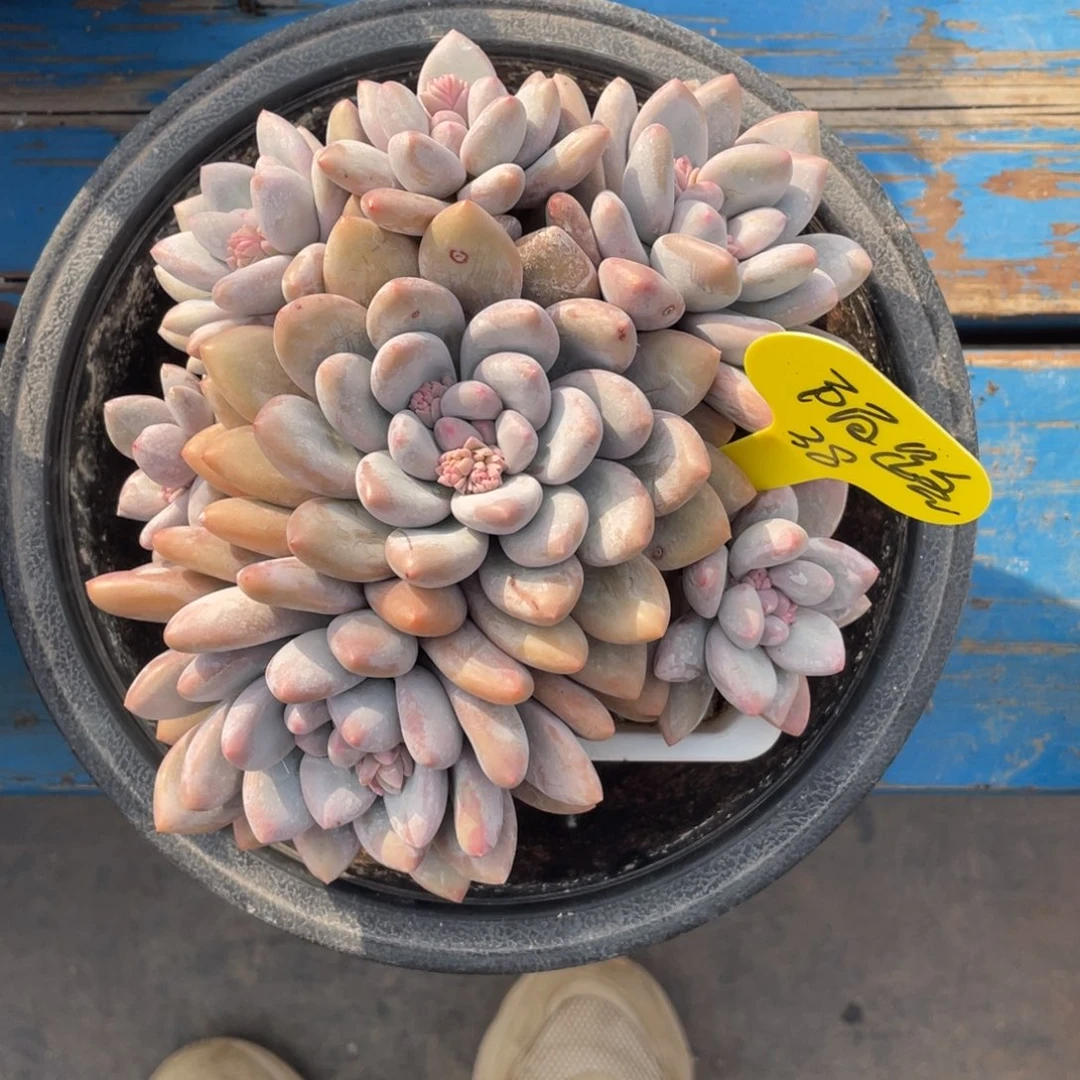 陌**华奶酪体香水群生无砍38