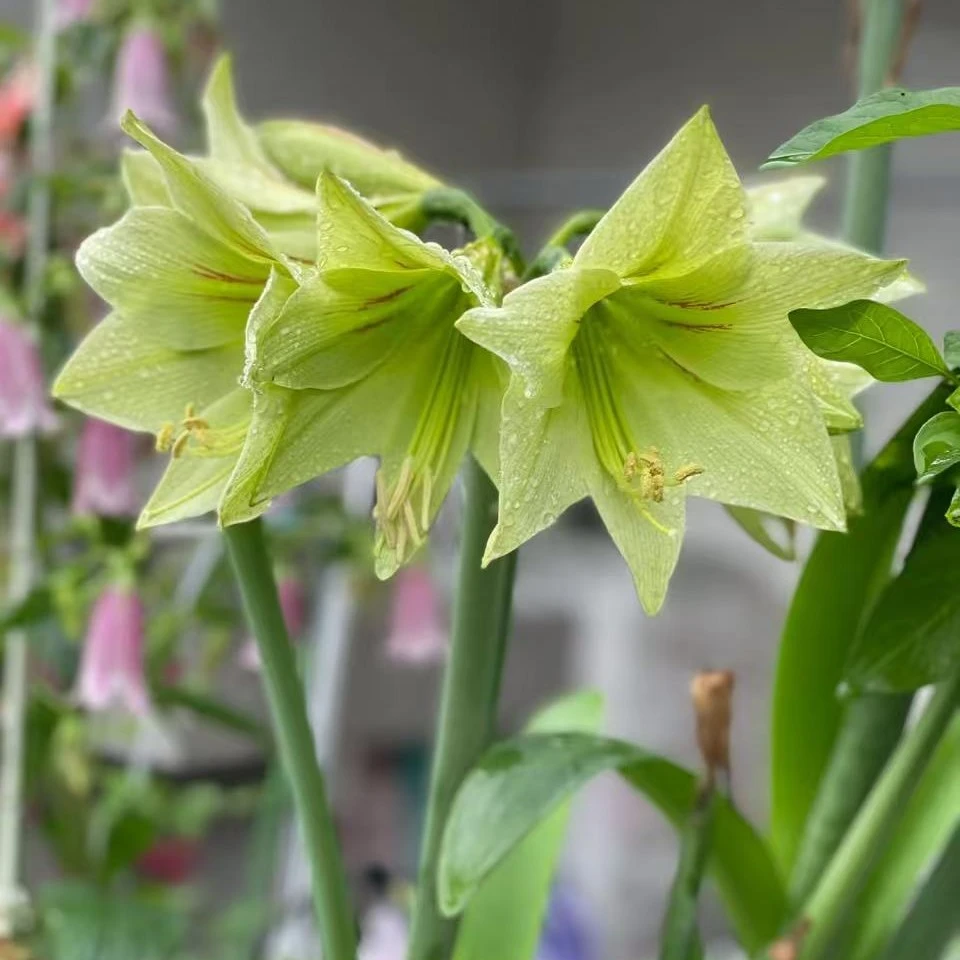 鸿韵朱顶红绿色山谷盆栽