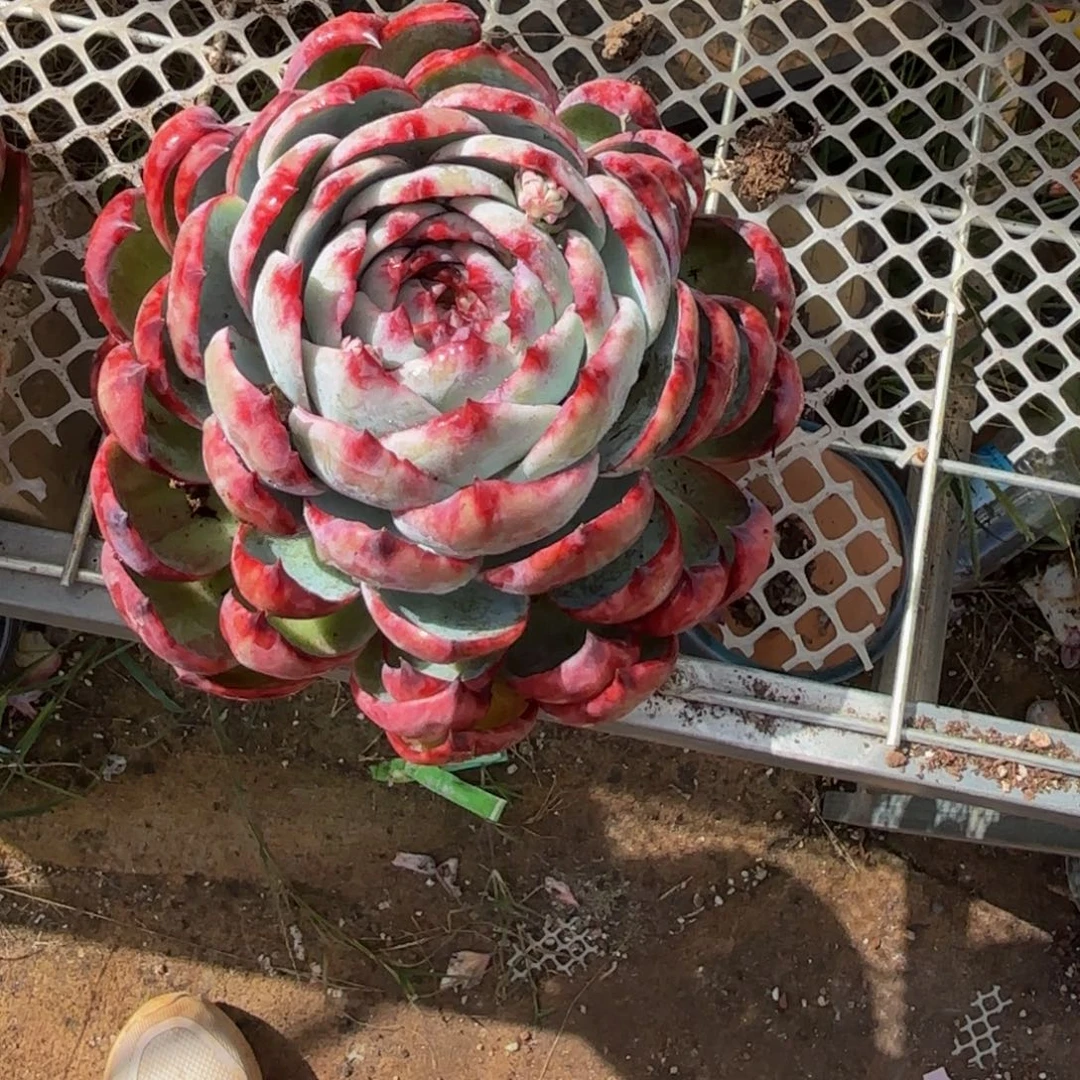 A***韩哈哈哈哈哈哈哈哈哈宝贝宝贝哈