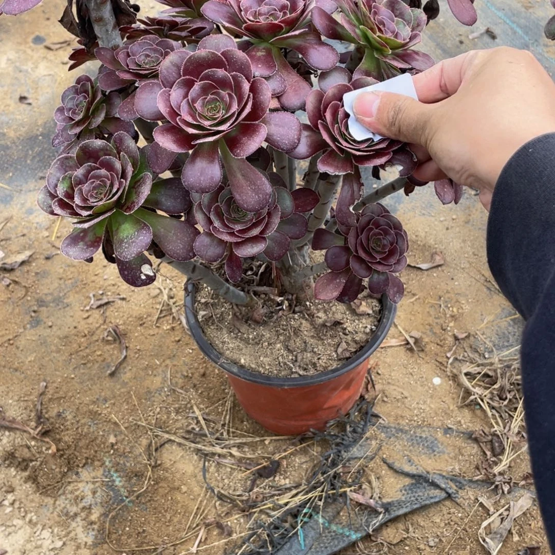 824黑玫瑰法师多肉断枝不包
