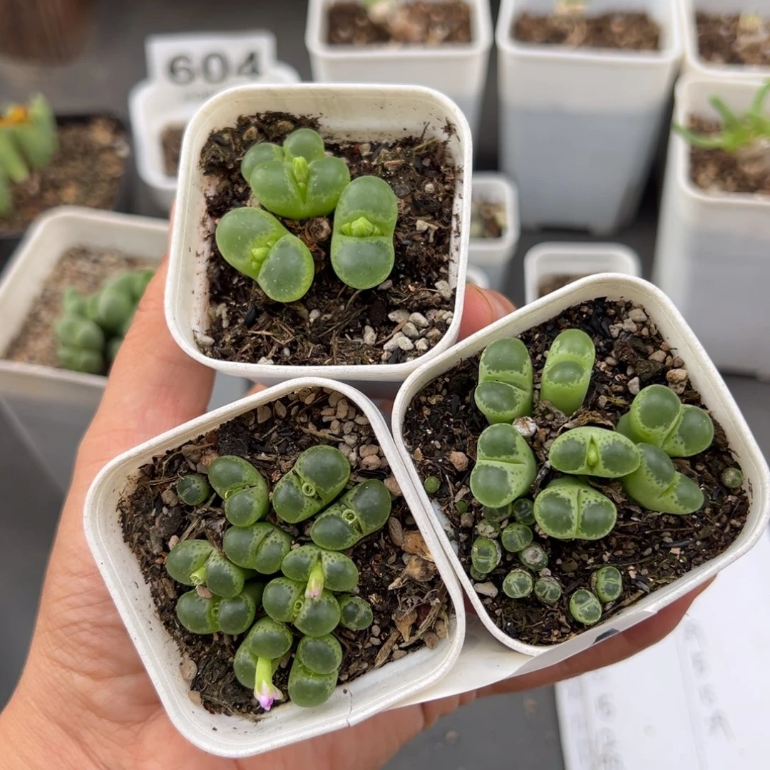 猫***～10.2好看的多肉脱土发货622