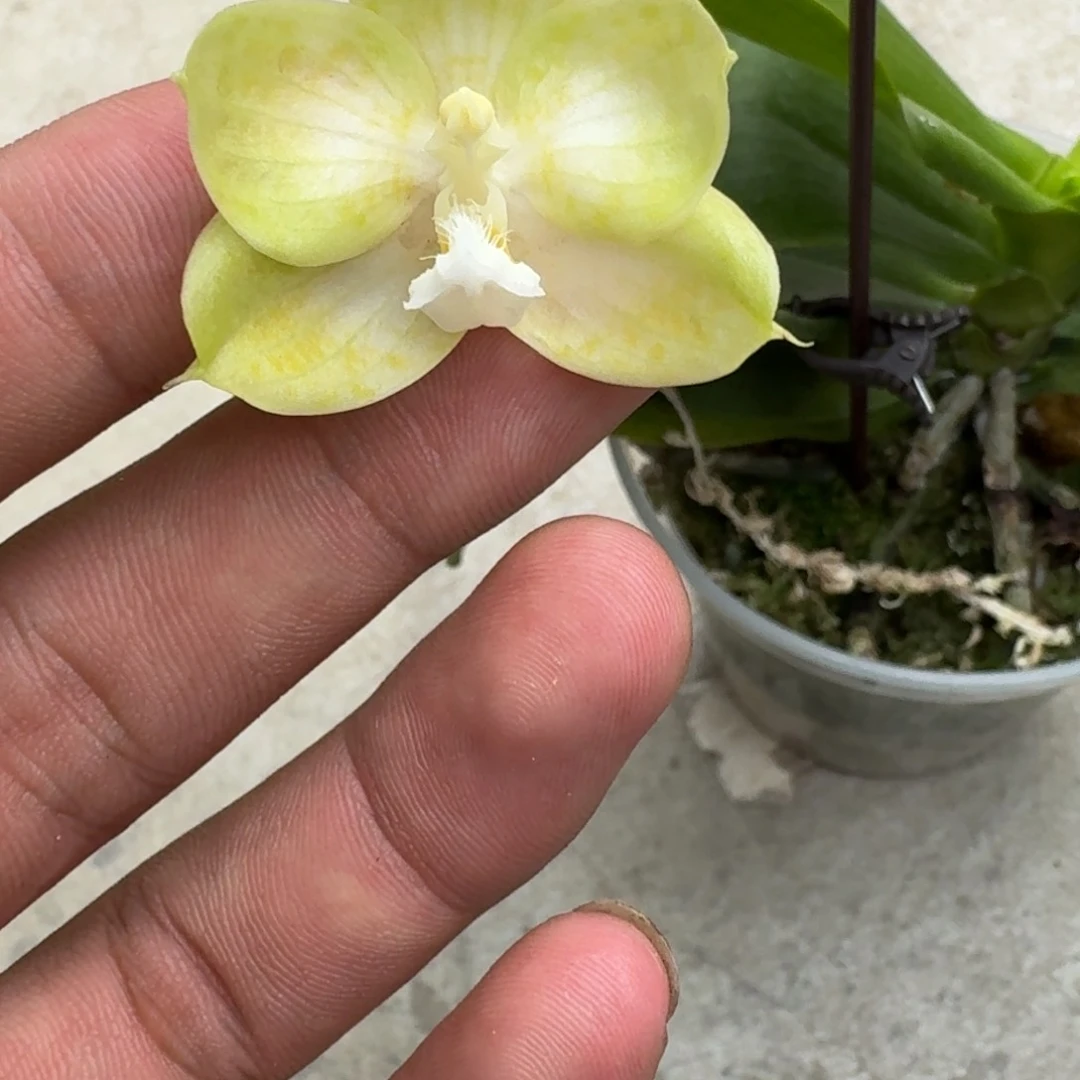 当前无花栽培后可以开花l185 瑕疵三寸ys1146
