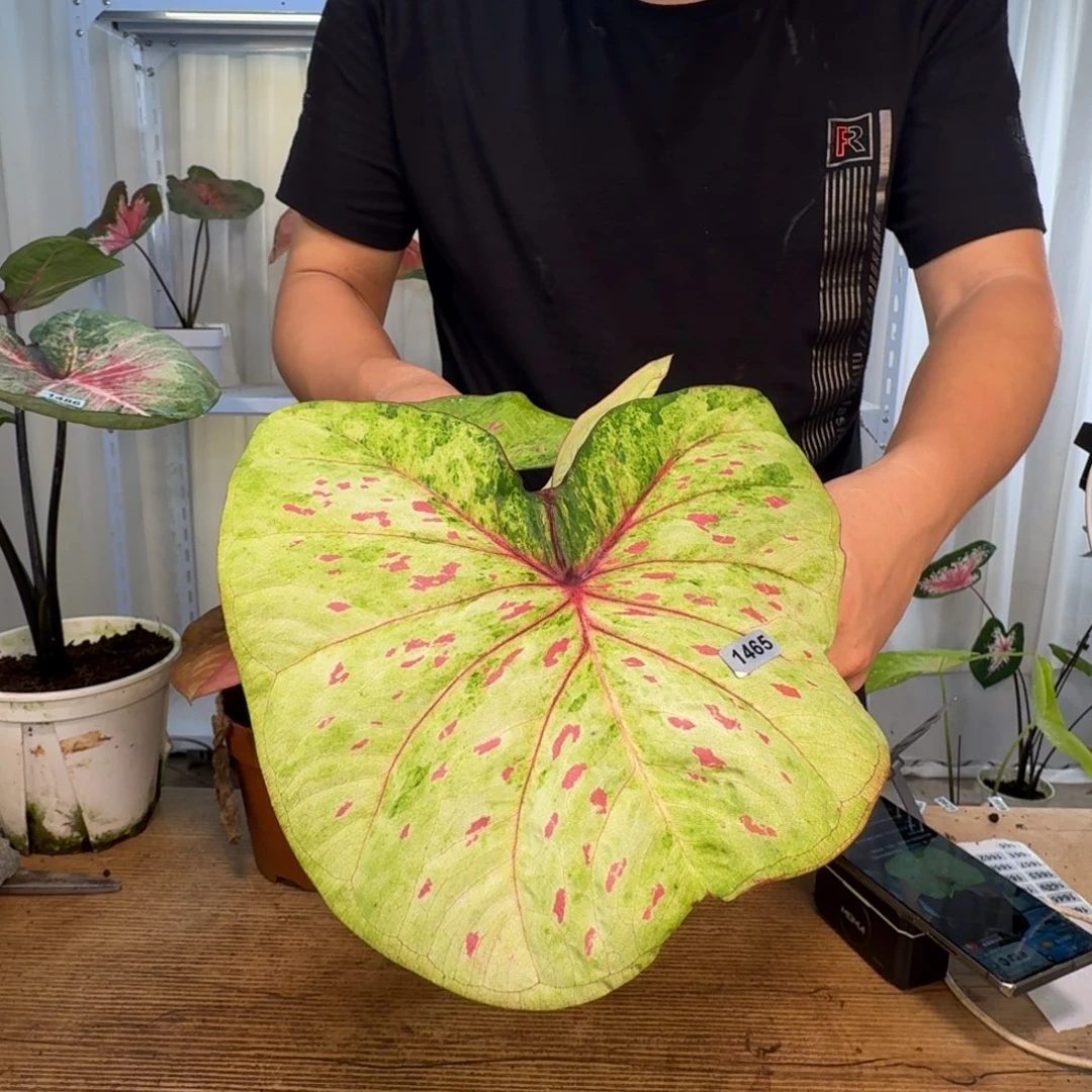 娟***无花朵丹霞    1465