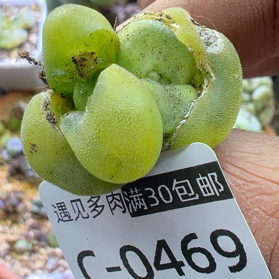 多肉植物1111111111111111