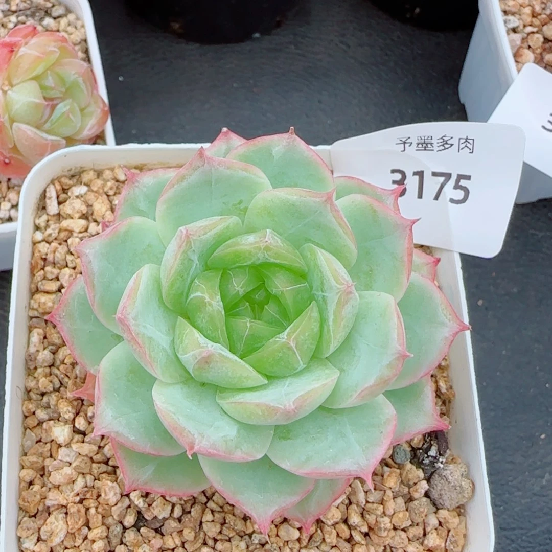 明珠,3175多肉植物