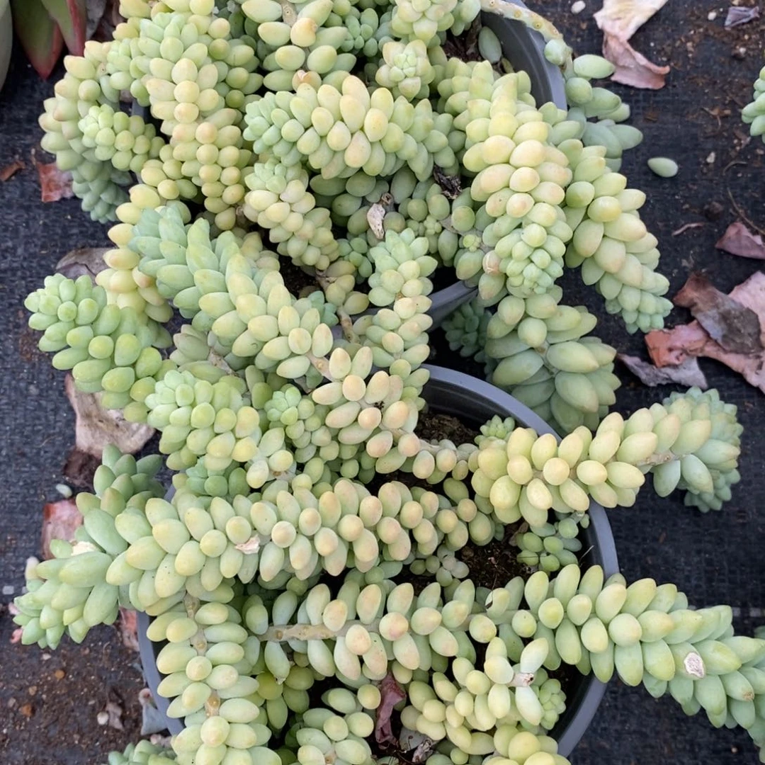 彩虹玉坠两盆带盆土