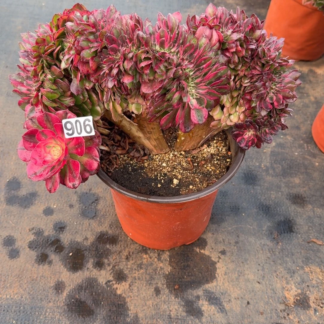 906多肉植物荔枝缀