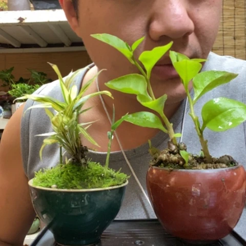 红陶一物一拍所见即所得200