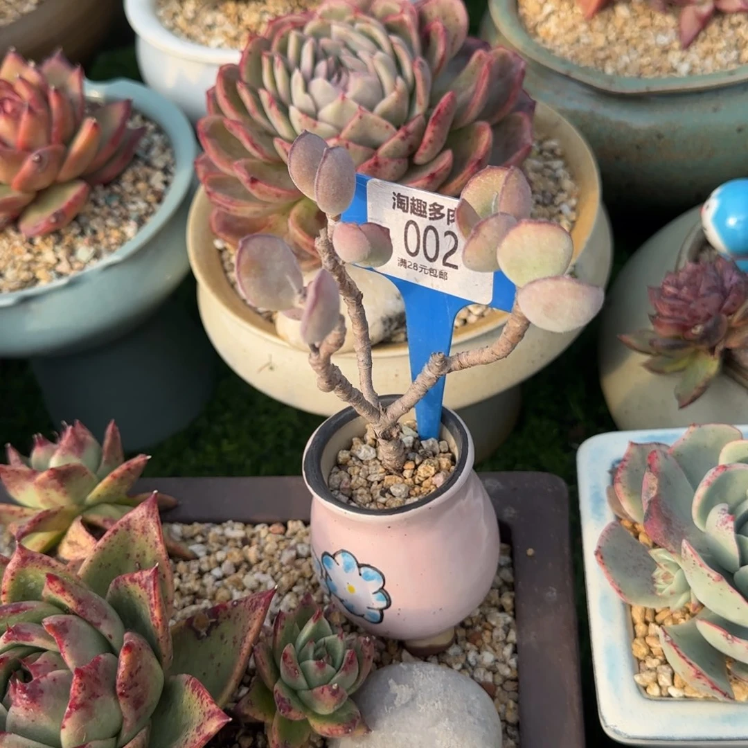 多肉植物，白眉群生小枣庄阿浪