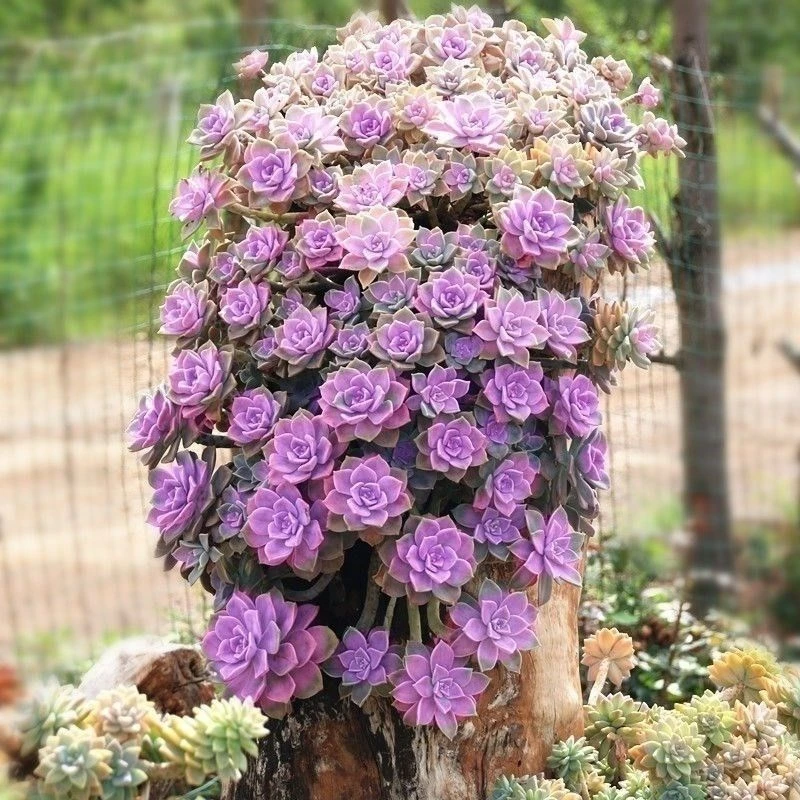 耐寒易养地栽三年老桩紫乐多肉植物净化空气适合阳台室内