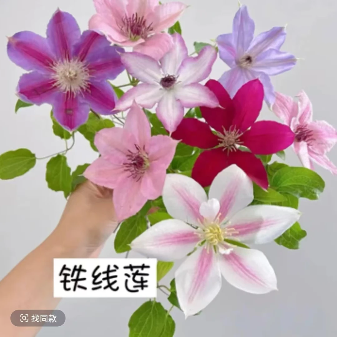 【混苗】铁线莲重瓣爬藤带花苗攀援