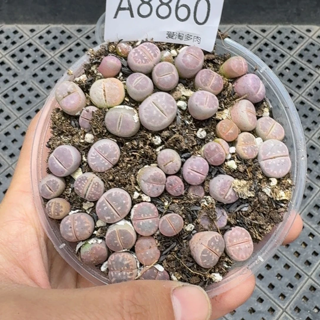 8860––零下地区需拍保温箱