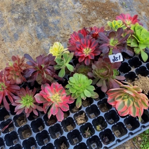 20棵单头穴盘苗51多肉