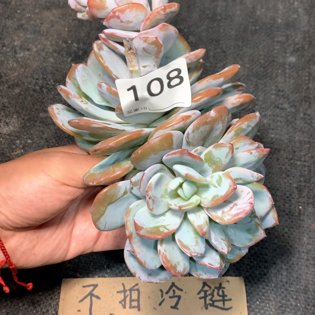 # 108不拍冷链不售后