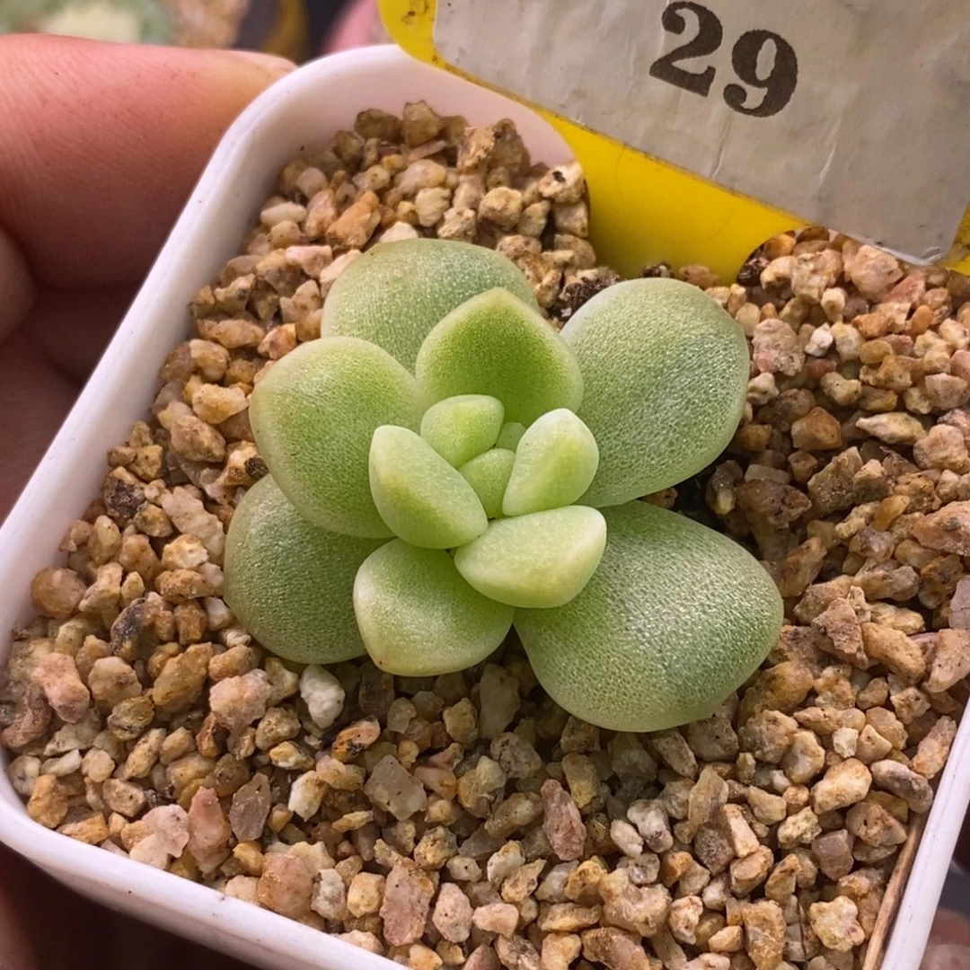 129冰玉锦单头福利