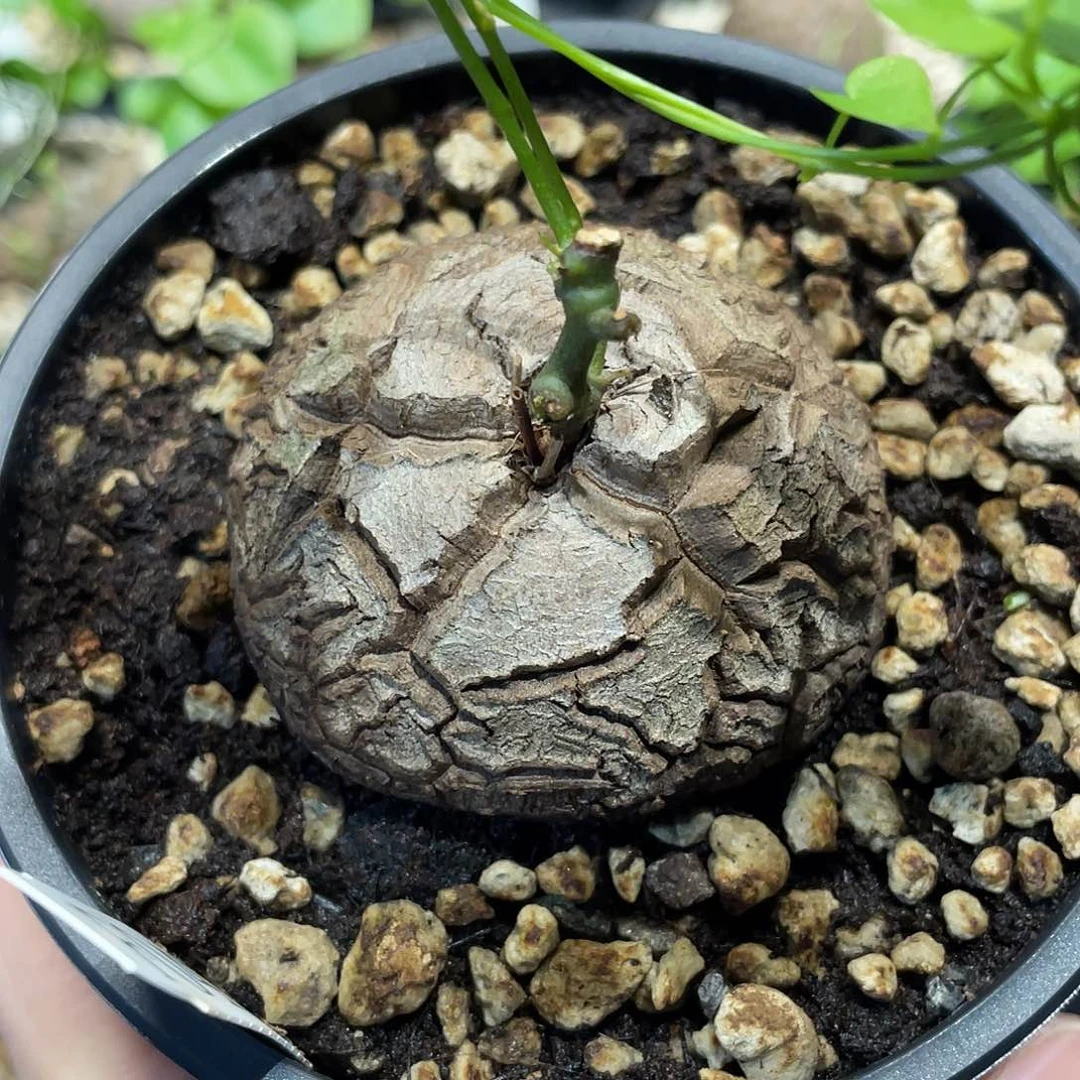 043龟甲龙不退不换