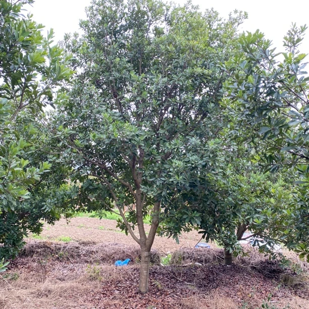 早熟大果地径12～14公分王子安海高杆结果大树