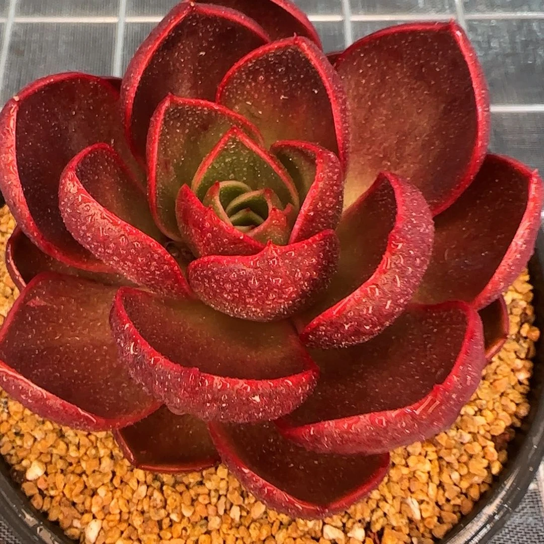 从前慢花园精选单头红灯