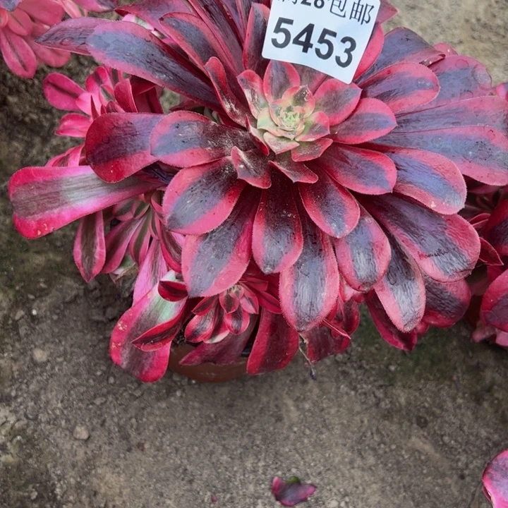 5453南美杜莎多肉