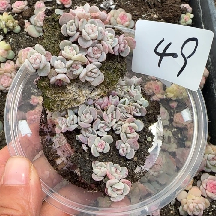 49 王者系列多肉一盒