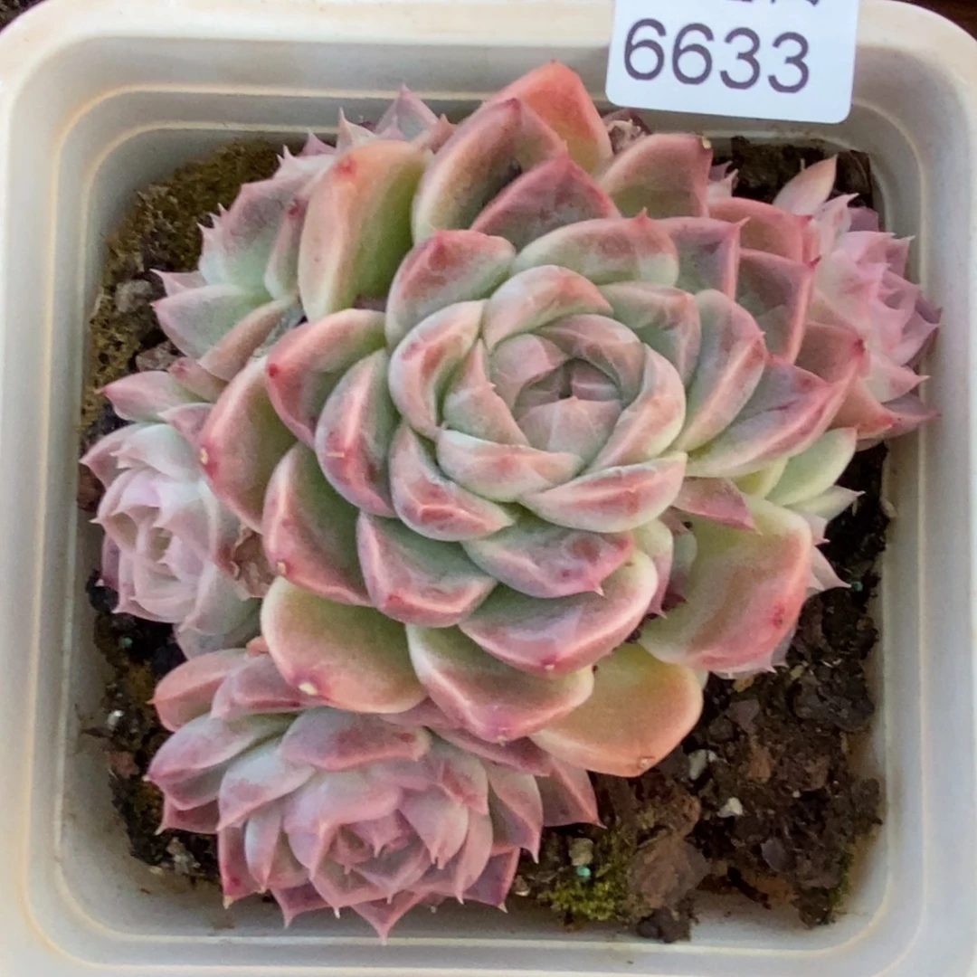 念***念杂交精品多肉6633~11厘米